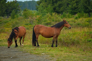 Russia. mountain Altai. Peacefully grazing horses in the cedar forest on the Seminsky pass of the Chui tract.