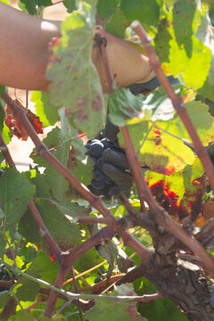 Harvester cuts the grape bunches of the Bobal variety of the strain in the area of ​​La Manchuela in Fuentealbilla, Albacete (Spain)