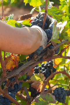 Harvester cuts the grape bunches of the Bobal variety of the strain in the area of ​​La Manchuela in Fuentealbilla, Albacete (Spain)