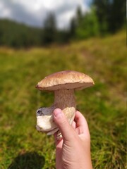 mushroom in the grass