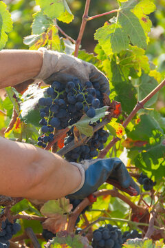 Harvester cuts the grape bunches of the Bobal variety of the strain in the area of ​​La Manchuela in Fuentealbilla, Albacete (Spain)