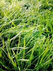 green grass background