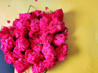 Bunch of pink roses on yellow background. Copyspace