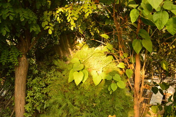 autumn leaves in the forest