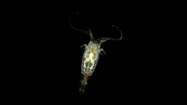 crustacean Copepoda Epischura baikalensis under a microscope, family Temoridae, female in the video. Endemic to Lake Baikal.