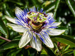 Passiflore et abeille, macro © Mathieu