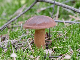 Steinpilz, auch Herrenpilz oder Edelpilz genannt wächst aus dem Waldboden, die Pilzzeit hat begonnen