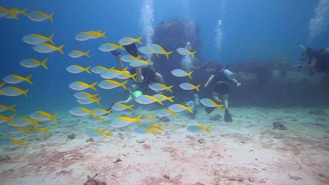 Beautifull school of Yellow fishes cruising with a group of divers in the back