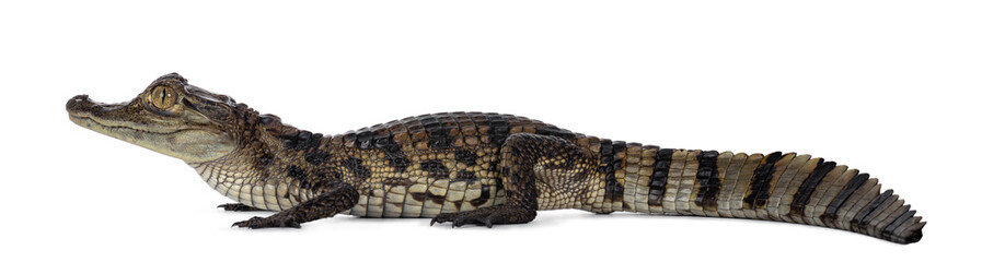 Young, one year old Spectacled Caiman crocodile, standing side ways. Mouth closed. Isolated on...