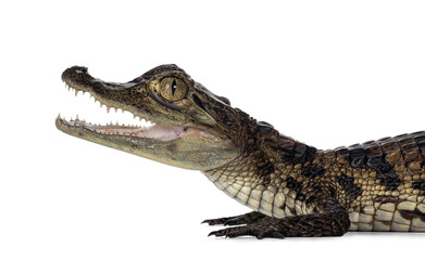 Head shot of young, one year old Spectacled Caiman crocodile, standing side ways. Mouth open. Isolated on white background.