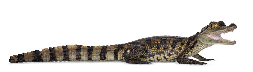 Young, one year old Spectacled Caiman crocodile, standing side ways. Mouth open. Isolated on white...