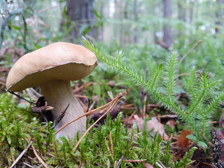 View of the boletus mushroom that grows in the forest in a clearing with moss. The concept of food, nature, plants.