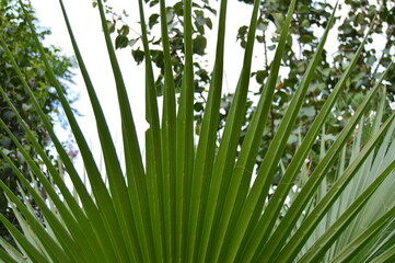 green grass background