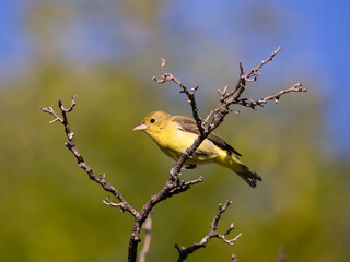 Low angle selective focus view of American yellow warbler perched on dry branch during a golden hour morning, Quebec City, Quebec, Canada