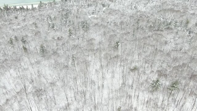fly over the forest to the beach in winter