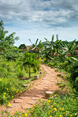 Fototapeta na wymiar Pepper farm in Kampot