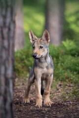 Ein junger Wolf im Wald