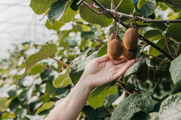 A Farmers Hand Holding Kiwi's During Crop Harvesting Inside An Indoor Kiwi Farm