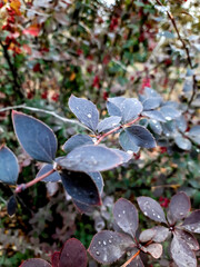rain drops on the leaves