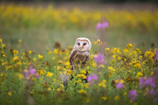 Eine Schleiereule auf der bunten Wiese