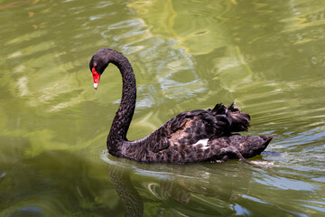 Fototapeta premium beautiful black swan swiming in the water pond