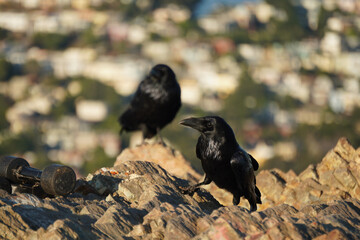 Two crows standing on the stone