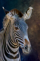 portrait of a zebra