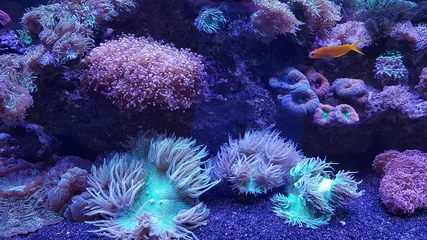 Gordijnen koraalrif © Ольга Картелева