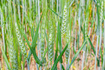 beautiful pattern of green grain in corn field
