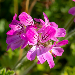Pretty pink rose geranium Pelargonium flowers in a garden