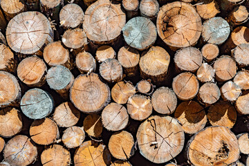 stapled woodpile in the german forest