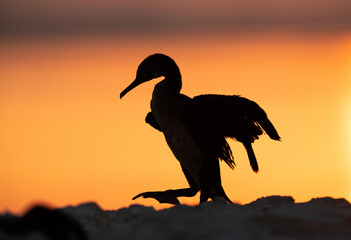 Silhouette of Socotra cormorant during sunrise, Bahrain