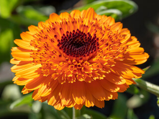 Closeup of a beautiful bright orange Calendula marigrold flower catching sunlight in a garden