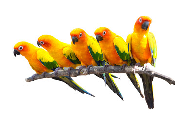 Five sun conure parrots perched on a white background.