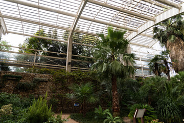 Fototapeta na wymiar Big Vivarium with tropical plants with no people