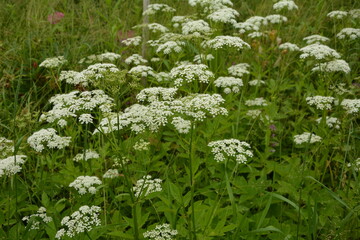 ground elder, herb gerard, bishop's weed, goutweed, gout wort,