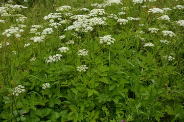 ground elder, herb gerard, bishop's weed, goutweed, gout wort,