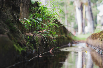 Stream in the park of Abkhazia