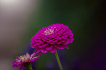 Garten-Zinnie mit lila Blüte