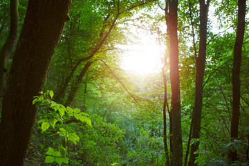Beautiful forest in summer with bright sun .