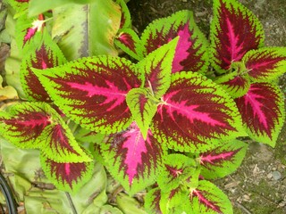 Beautiful view of the colourful leaf