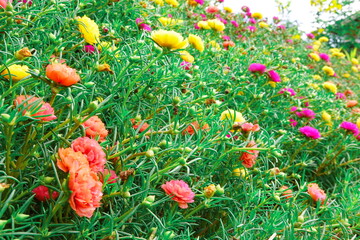 Obraz premium Portulaca grandiflora moss rose vintage film floral blooms