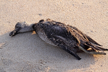 Dead sea duck