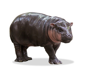 Dwarf species of hippopotamus on white background