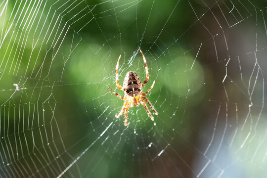 Spider on spider web on blurred green trees background. Macro shot. Insect photography
