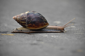 A small and slow snail is moving along the road