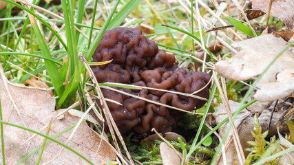 The Beefsteak Morel (Gyromitra esculenta) is a deadly poisonous mushroom