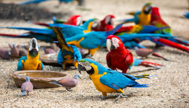 A group of colorful macaws eating sunflower seeds.