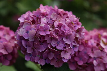 purple lilac flowers