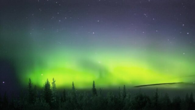 Bright aurora seen from a boreal forest.
